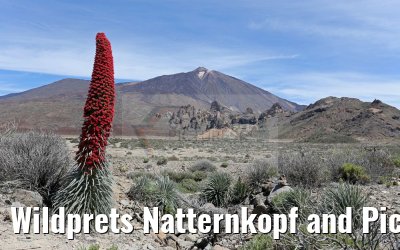Wildprets Natternkopf and Pico del Teide 12.05.2016 Wildprets Natternkopf and Pico del Teide 12.05.2016